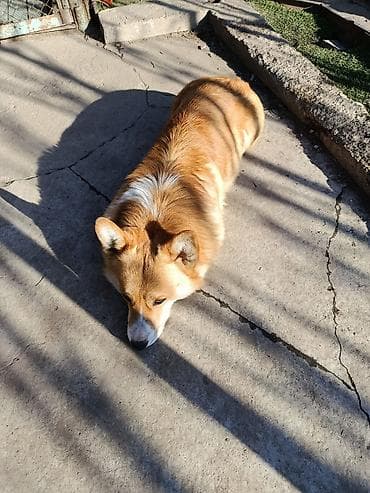 купить корги пемброк: Корги, мальчик и девочка, желательно вместе, возраст полтора года — 4