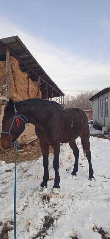 эшек жаныбар: Сатам | Жылкы (эркек) | Араб | Союуга, Көбөйтүү үчүн, Ат спорту — 1