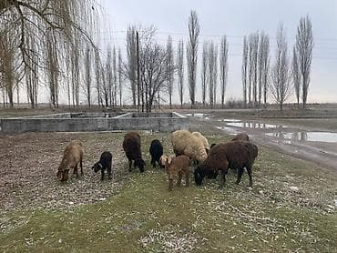 белая собака: Продаю | Овца (самка) | Для разведения | Матка — 3