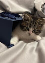 домик для кошек: Скотиш Страйт (Шотландская прямоухая), 2 месяца, Мальчик, Приучена к лотку, Проглистована, С документами — 1