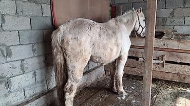 ат ахилес: Продаю | Кобыла (самка) | Для разведения | Племенные — 7