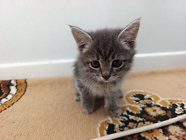 малинкий кошка: Жакшы хозяин болсо бекер эле берем — 2