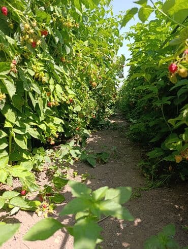 саженцы шиповника: Малина — 14