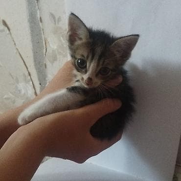 Мышыктар: Котята, помёт разноокрасочный: - Черный короткошёрстный котёнок с — 3