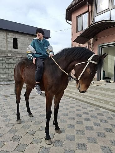 жугору сатам: Сатам | Бээ (ургаачы) | Англиялык | Ат спорту — 2