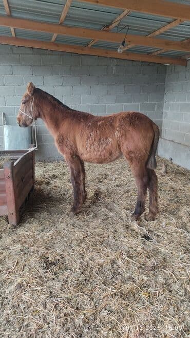 продажа домашних животных: Продаю | Жеребенок | Конный спорт — 5