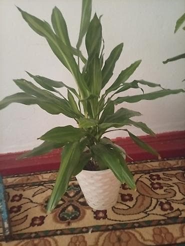 avatr 12: Драцена (Dracaena fragrans), комнатное растение в декоративном горшке — 1