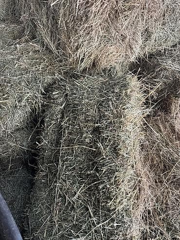Үй жаныбарлары: Сено в тюках - Тюковое сено для КРС, лошадей, коз, овец, кроликов и — 2