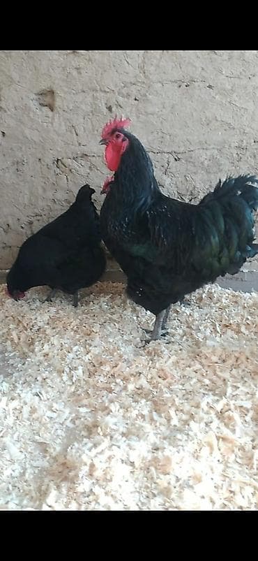 Айыл-чарба жаныбарлары: Сатам | Тооктор | Жумуртка туудуруу үчүн — 9