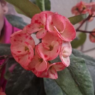 сортовые фиалки: Молочай Миля (Euphorbia milii), цветущий куст в горшке - Пышный куст — 2