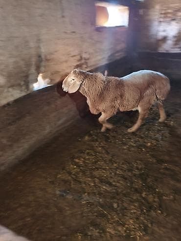 услуги ветеринара: Продаю | Ягненок, Баран (самец) | Арашан | Для разведения | Племенные, Осеменитель — 4