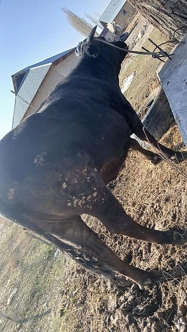 Башка жаныбарлар: Сатам | Уй (ургаачы) | Көбөйтүү үчүн | Бооз — 4