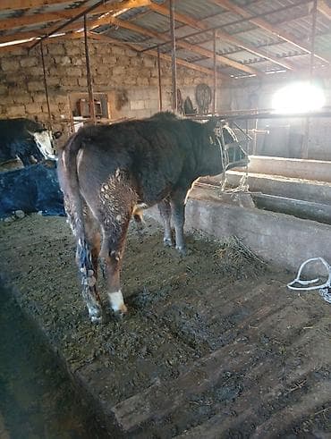 норка животное: Продаю | Бык (самец) | Полукровка | На откорм | Привязанные — 1