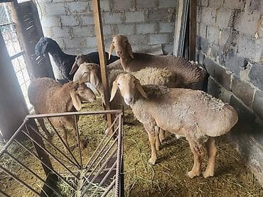 шкура баран: Продаю | Баран (самец) | Полукровка | Для разведения | Ярка — 5