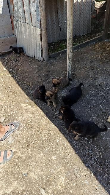 бенгальская кошка цена бишкек: Мальчики и девочки — 3