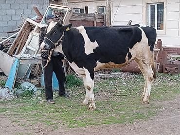 сколько пород собак в мире: Продаю | Корова (самка) | Голштин | Для молока | Привязанные — 1