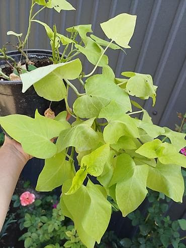 картошка семина: Ипомея батат (Ipomoea batatas) — декоративные сорта для клумб, кашпо и — 4
