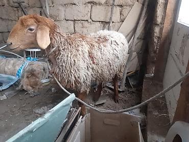 продаю корову с теленком: Продаю | Овца (самка) | Для разведения | Ярка — 2