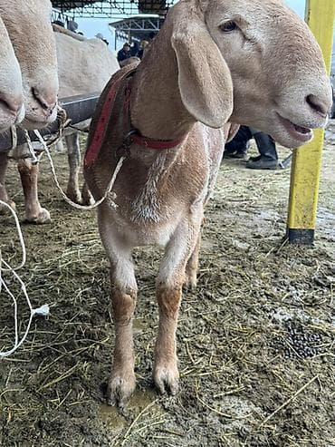 арбор айкрес: Продаю | Баран (самец) | Арашан | Для разведения | Осеменитель, Племенные — 1