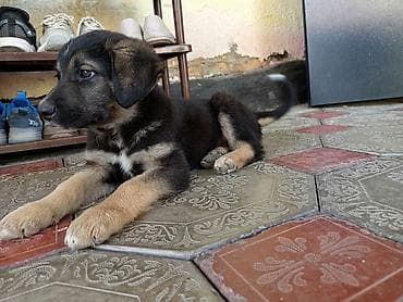 собако: Собака даром: Дворняжка, 3 месяца, Самец — 1