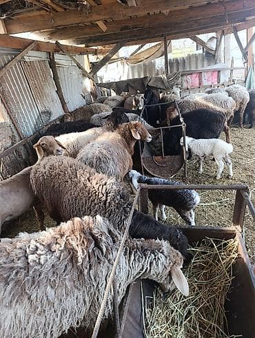 инкубационные яица: Продаю | Овца (самка) | Для разведения | Матка — 8