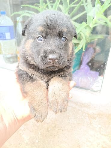 продам щенка немецкой овчарки: Немецкая овчарка, 1 месяц, Самка — 4