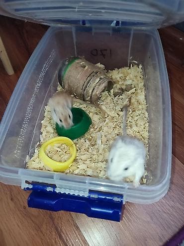 сетка для хомяков: Продаю песчанок.пара 3 месяцев, самец и самка, за двоих и с — 6