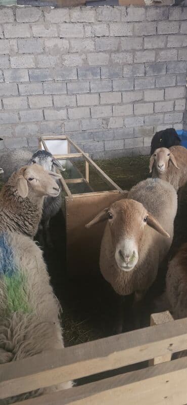 продаю папугай: Продаю | Овца (самка), Ягненок, Баран (самец) | На забой, Для разведения — 5