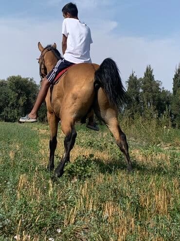 срочно в связи с переездом: Продаю | Конь (самец), Жеребенок | Конный спорт — 1