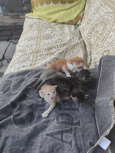 Кошки: Продаю котят Породистых вислоухих цена договорная — 3