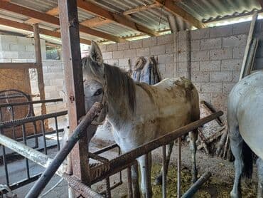 собака домик: Продаю | Конь (самец) — 4