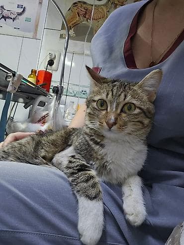 Мышыктар: Мышык бекер берилет: Породасыз, 8 айлык, Ургаачы, Бычылган, Лотокко барууга үйрөтүлгөн, Курттардан тазаланган — 2