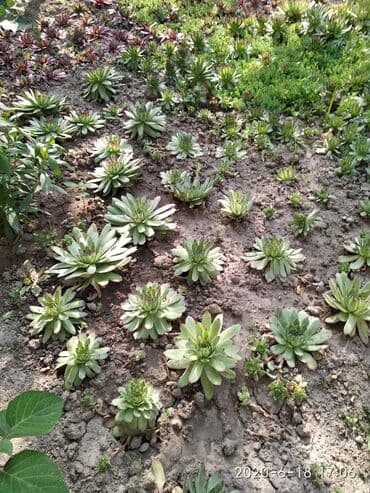 агроволокно рулон цена бишкек: Көчөттөр гүлдүн: Өзү алып кетүү — 4