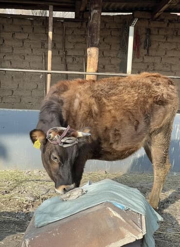 продам бу оборудование для птицефабрики: Продаю | Тёлка | Полукровка | Для разведения | Отела не было — 1