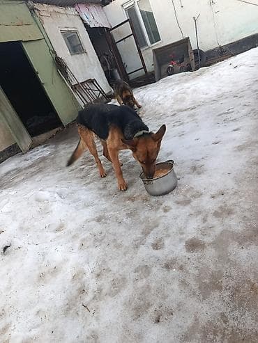 Немецкая овчарка, 5 лет, Самка