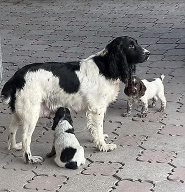 Русский охотничий спаниель! Продаются щенки чистокровного русского