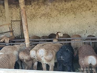 албай ит: Сатам | Козу | Арашан, Аргын | Көбөйтүү үчүн | Асыл тукумдуу — 8