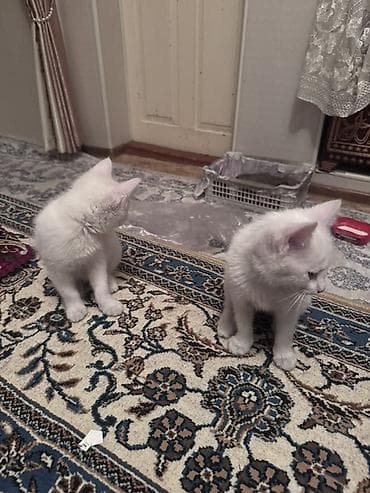 Үй жаныбарлары үчүн товарлар: 3 айлык, Ургаачы, Ак — 2