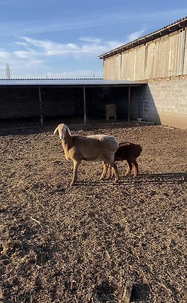 бишкек собака: Сатам | Ургаачы кой (ургаачы), Козу | Көбөйтүү үчүн | Ургаачы — 4