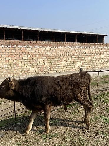 кошка бурма: Продаю | Бык (самец) | На откорм | Привязанные — 3