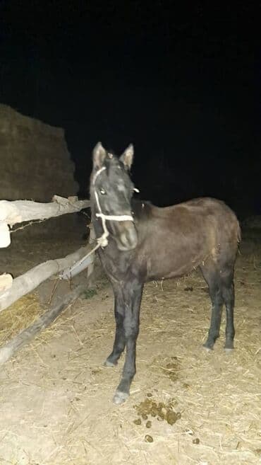 Продаю | Жеребенок | Конный спорт