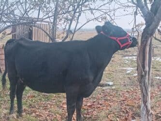 сколько стоит корова дойная: Продаю | Корова (самка) | Абердин-ангус | Для молока — 7