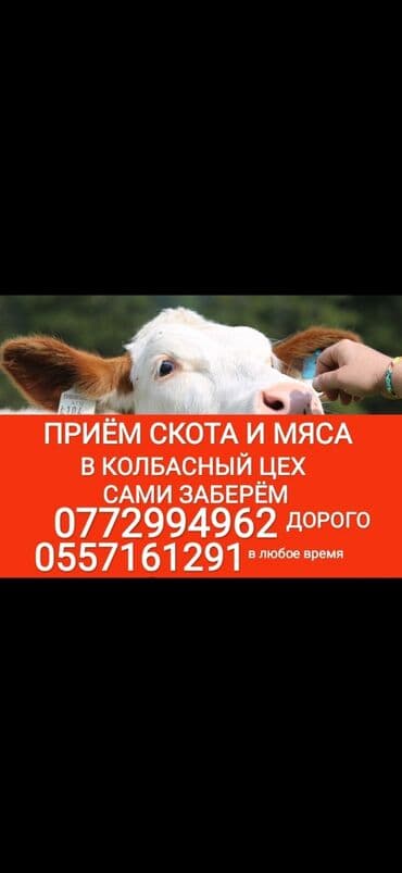 животные сабака: Сатып алам | Уйлар, букалар, Жылкылар, аттар, Башка а/ч жаныбарлары | Күнү-түнү, Бардык шартта, Союлган — 1