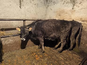 белгийская овчарка: Продаю | Тёлка | Полукровка | На откорм | Привязанные — 3