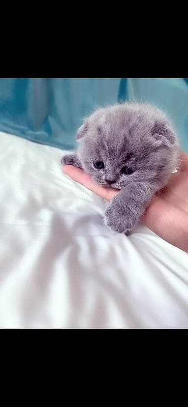 Продается котенок шотландский вислаухий С документами, 1 месяц, К