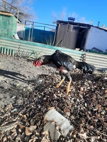 купить экзотических животных: Продаю | Петух | Бойцовая | Для разведения — 3