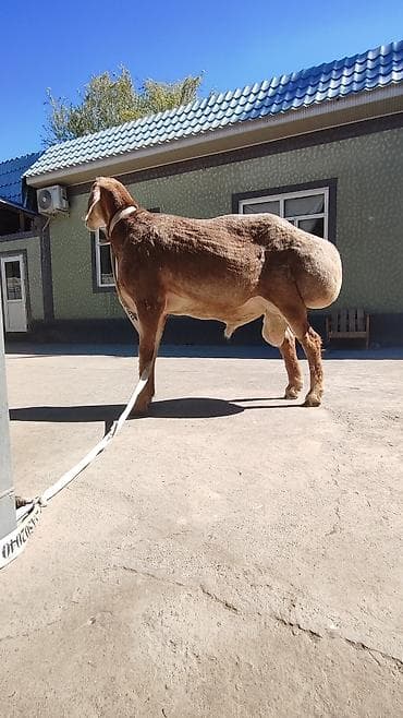 хаски лайка: Продаю | Баран (самец) | Эдильбаевская | Для разведения | Племенные — 10