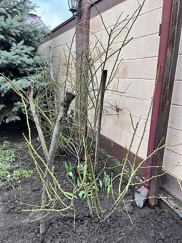 розы из ленты: Кусты роз (садовые, плетистые/кустарниковые) - Несколько взрослый — 2