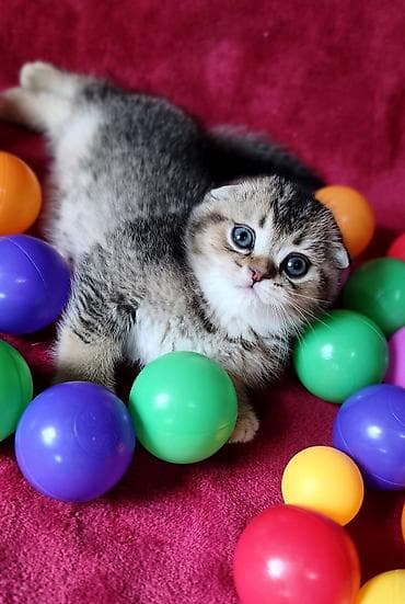 Скотиш Фолд (Шотландская вислоухая), 2 месяца, Мальчик