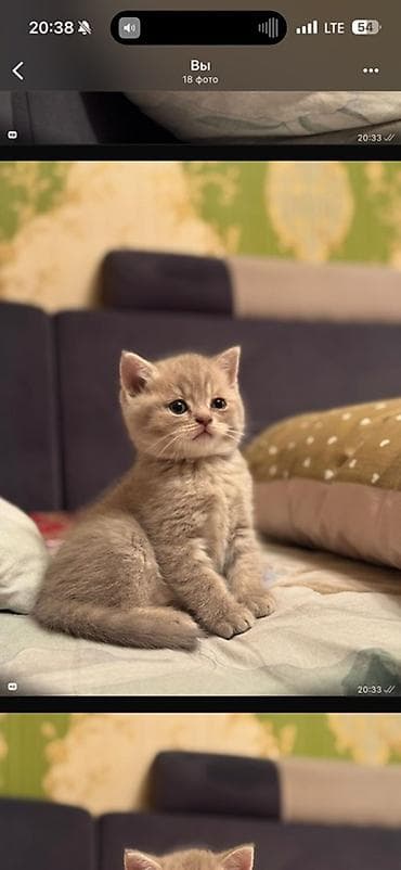 кошка породы мейн кун: Шотландские котята (скоттиш-фолд и скоттиш-страйт) - Порода — 4